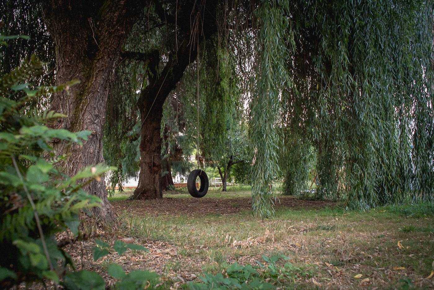 A tire swing hanging on a rope from a large willow tree in the backyard.